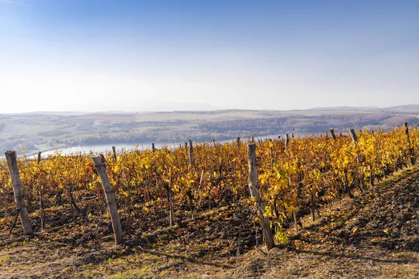 Осенний Виноградник Недалеко Эгера Северная Венгрия — стоковое фото