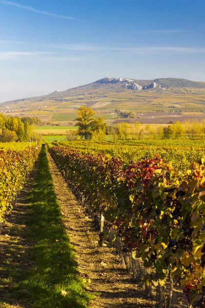 Vigneti Vicino Dolni Dunajovice Nella Regione Palava Moravia Meridionale Repubblica — Foto Stock