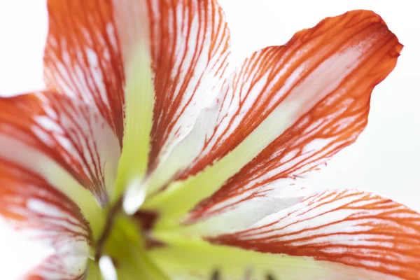 Close Red White Amaryllis — Stock Photo, Image