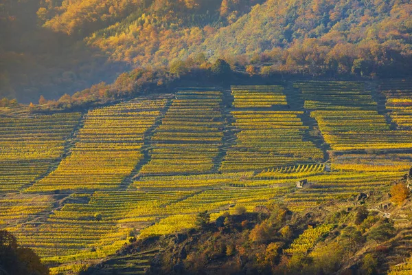 奥地利Wachau地区秋季葡萄园 — 图库照片