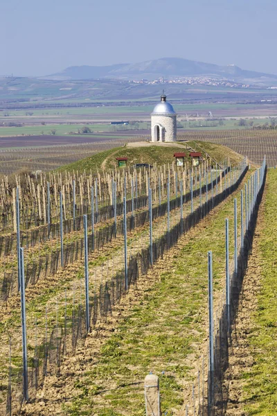 Vignoble Printemps Près Velke Bilovice Moravie Sud — Photo