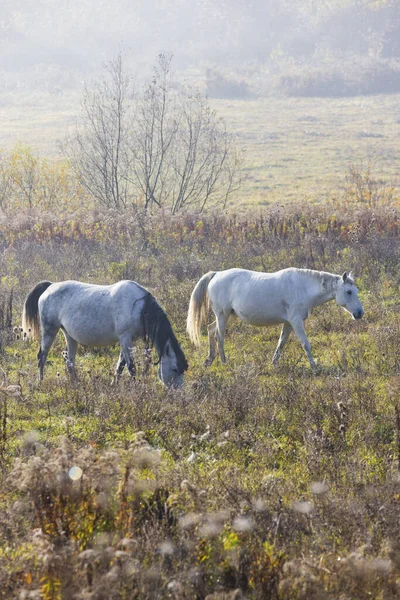 Pferdeherde Nordungarn — Stockfoto