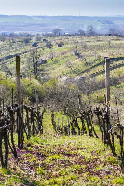 Viñedo Primavera Cerca Mutenice Moravia Del Sur — Foto de Stock