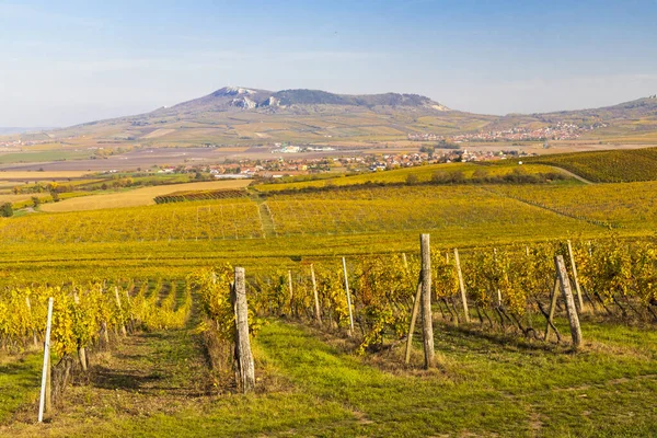 Vineyards Dolni Dunajovice Palava Region Southern Moravia Czech Republic — Stock Photo, Image