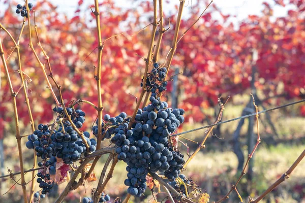 Vignoble Automne Près Eger Hongrie Nord — Photo