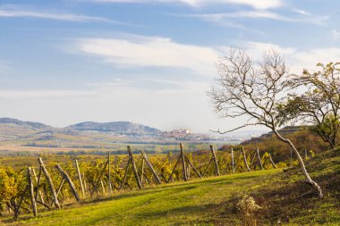 Palava bölgesinde üzüm bağları ve Mikulov, Güney Moravya, Çek Cumhuriyeti
