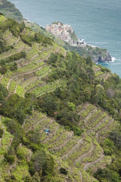 Виноградники Узбережжі Cinque Terre Італія — стокове фото