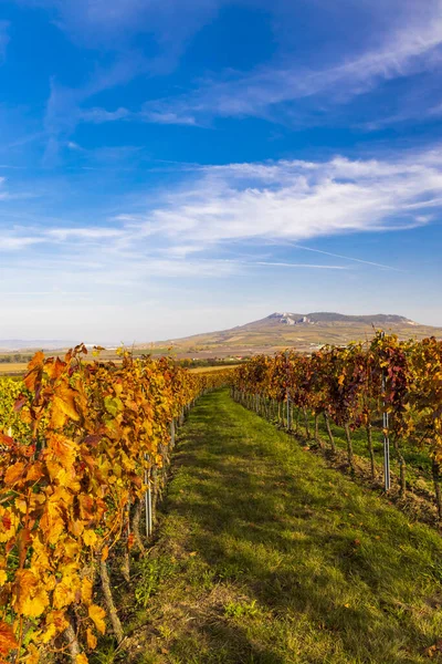 Vigneti Vicino Dolni Dunajovice Nella Regione Palava Moravia Meridionale Repubblica — Foto Stock