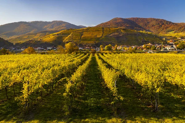 Jesienna Winnica Spitz Regionie Wachau Austria — Zdjęcie stockowe