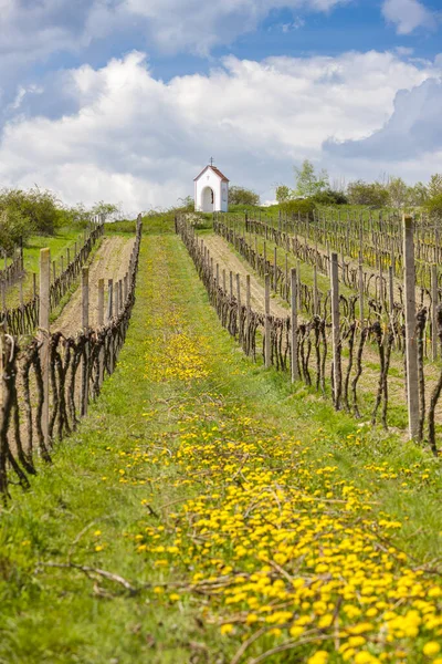 Vinhas Perto Hnanice Região Znojmo República Checa — Fotografia de Stock