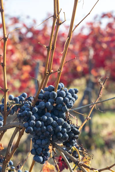 Vignoble Automne Près Eger Hongrie Nord — Photo