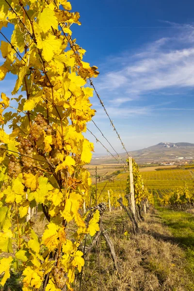 Viñedos Cerca Dolni Dunajovice Región Palava Sur Moravia República Checa — Foto de Stock