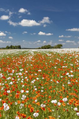 Haşhaş tarlası, Vysoocina Zdar nad Sazavou yakınlarında, Çek Cumhuriyeti