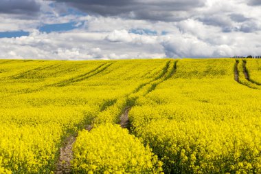 Çek Cumhuriyeti, Merkez Bohemya 'daki tecavüz tarlası