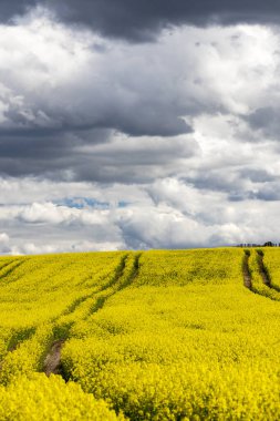 Çek Cumhuriyeti, Merkez Bohemya 'daki tecavüz tarlası