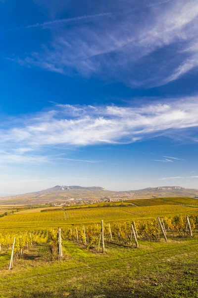 Vignobles Près Dolni Dunajovice Palava Moravie Sud République Tchèque — Photo