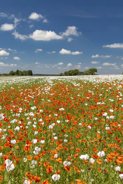 Poppy Field Vysoocina Közel Zdar Nad Sazavou Csehország — Stock Fotó