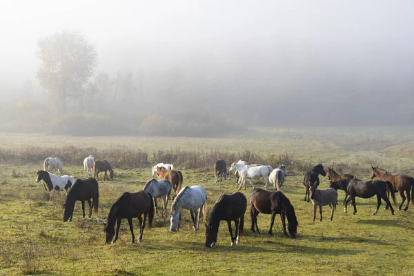 Herd Horses Northern Hungary — Stock Photo, Image