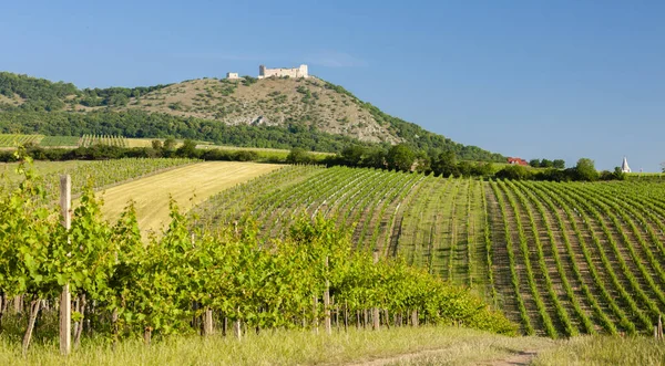 Weinberge Burg Devicky Palava Mähren Region Tschechische Republik — Stockfoto