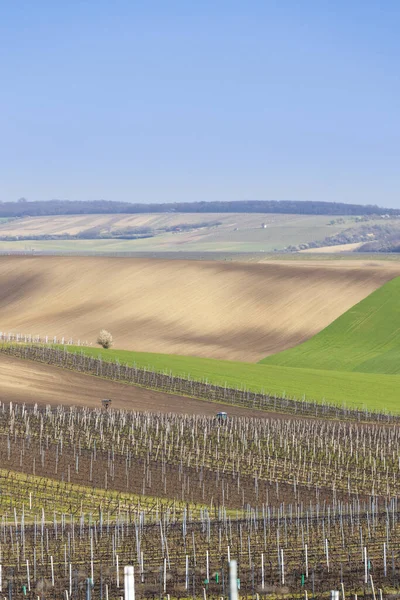 Spring Vineyard Velke Bilovice Southern Moravia — Stock Photo, Image