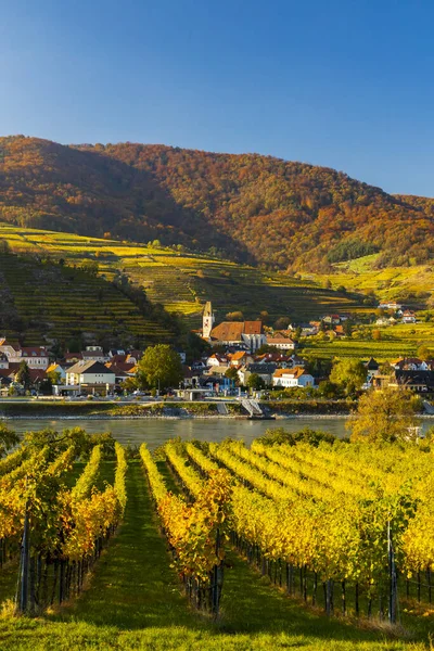 Autumn Vineyard Spitz Wachau Region Austria — Stock Photo, Image