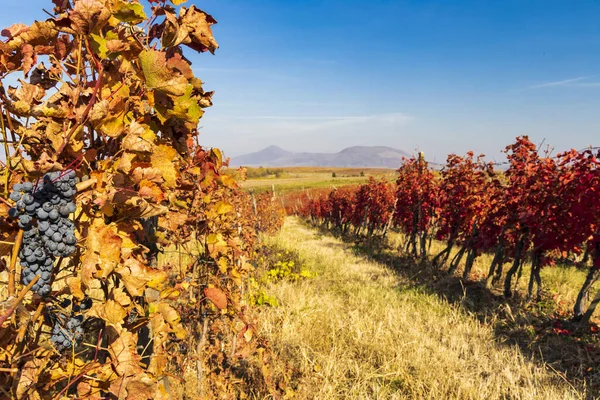 Viñedo Otoño Cerca Eger Norte Hungría —  Fotos de Stock