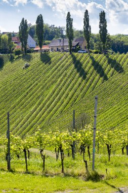Styria 'daki Avusturya Slovenya sınırında üzüm bağı