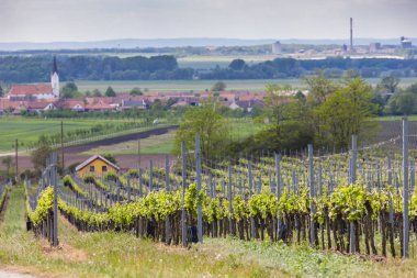 Güney Moravya 'daki üzüm bağı, Çek Cumhuriyeti