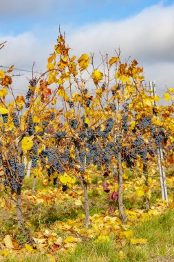 Mavi üzümler Zweigeltrebe, Aşağı Avusturya, Avusturya