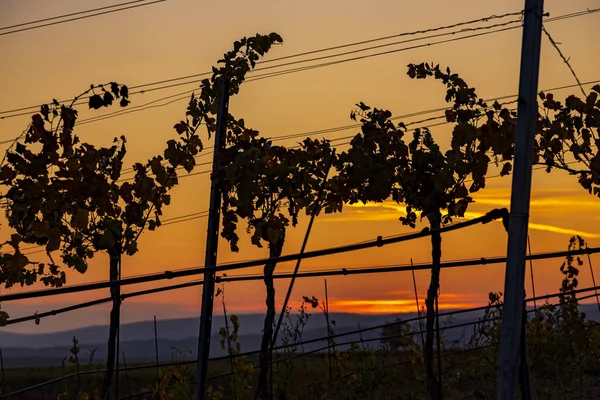 Viñedo Cerca Unterretzbach Región Weinviertel Baja Austria Austria — Foto de Stock