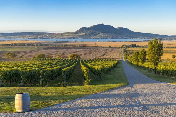 Autumn Vineyards Palava Sonberk South Moravia Czech Republic — Stock Photo, Image