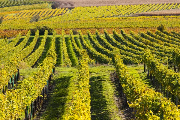 Осенний Виноградник Рядом Лангенлуа Нижняя Австрия Австрия — стоковое фото