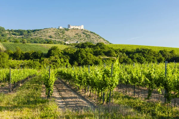 Vineyards Castle Devicky Palava Moravia Region Czech Republic — Stock Photo, Image