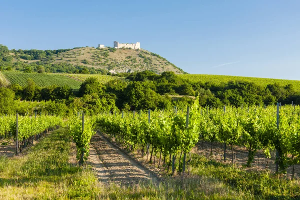 Üzüm Bağları Kale Devicky Moravia Bölgesi Çek Cumhuriyeti — Stok fotoğraf