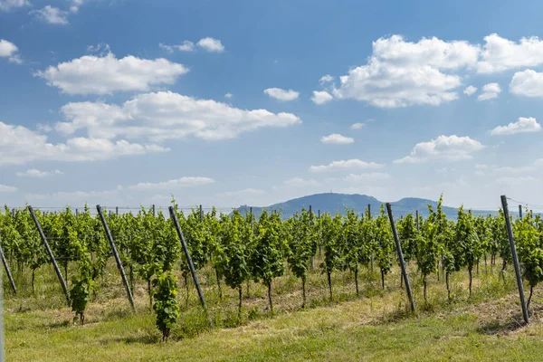 Palava Met Wijngaarden Bij Popice Zuid Moravië Tsjechië — Stockfoto