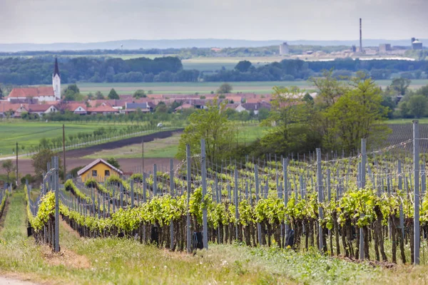 Виноградник Южной Моравии Чехия — стоковое фото