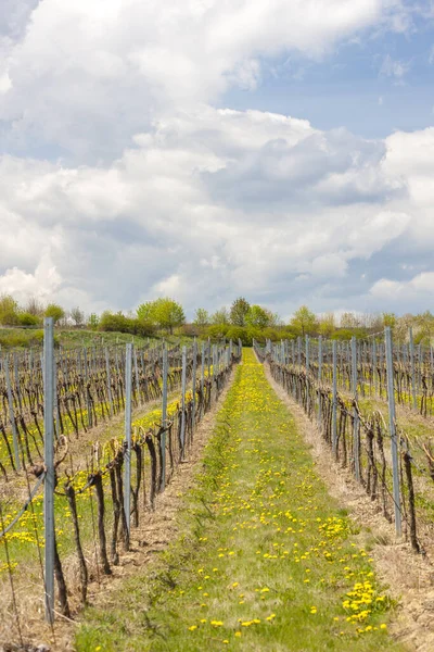 Виноградники Рядом Hnanice Znojmo Region Чехия — стоковое фото