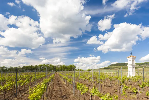 Winnice Palava Region Morawy Republika Czeska — Zdjęcie stockowe