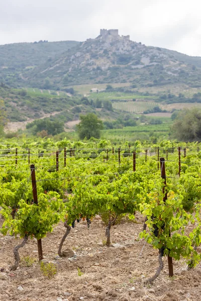 Şarap Bölgesi Ndeki Üzüm Bağları Languedoc Roussillon Roussillon Fransa — Stok fotoğraf