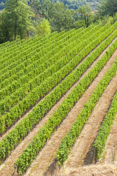 Szőlőültetvények Borvidéken Languedoc Roussillon Roussillon Franciaország — Stock Fotó