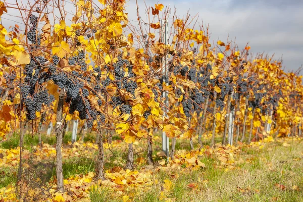 Blaue Rebsorte Zweigeltrebe Niederösterreich Österreich — Stockfoto