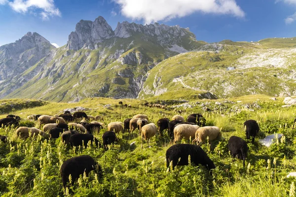 Стадо Овець Поблизу Манґарта Національний Парк Триґлава Словенія — стокове фото