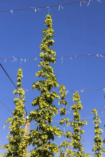 Hop Field Zatec Region Czech Republic — Stock Photo, Image