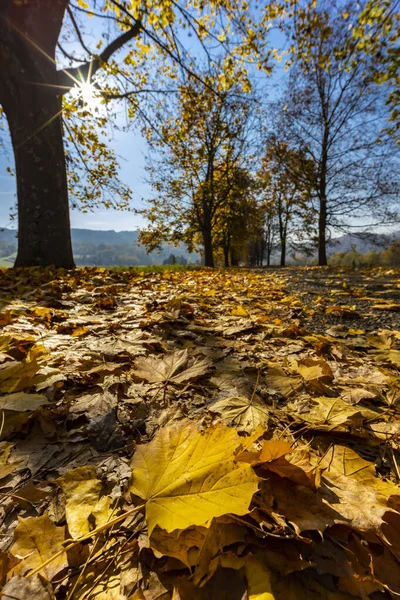 Осенняя Аллея Возле Банхорвати Северной Венгрии Венгрия — стоковое фото