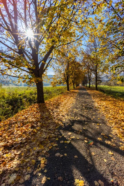 Herbstallee Bei Banhorvati Nordungarn Ungarn — Stockfoto