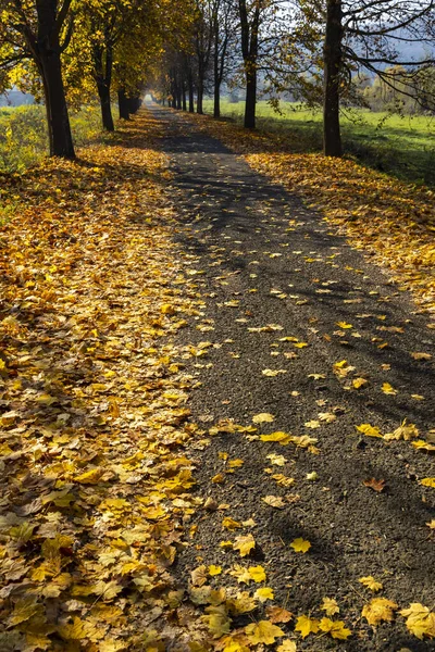 Herfststeegje Bij Banhorvati Noord Hongarije Hongarije — Stockfoto