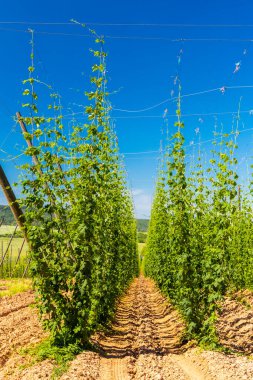 Çek Cumhuriyeti 'nin Zatec bölgesinde sıçrama alanı