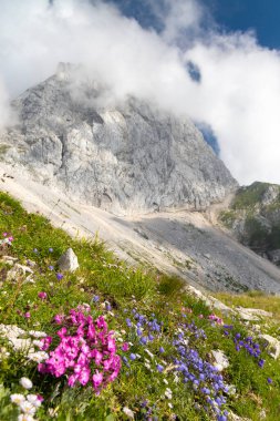 Mountain flora near Mangart, Triglav national park, Julian Alps, Slovenia clipart