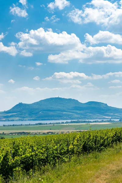 Palava Con Viñedos Cerca Popice Moravia Del Sur República Checa — Foto de Stock