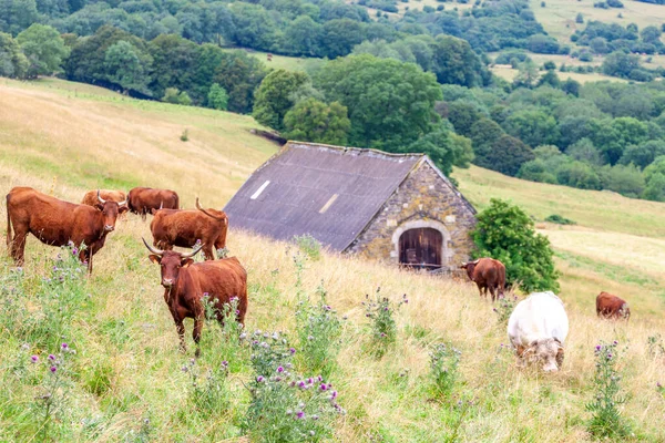 Cow Central Burgundy France — Stock Photo, Image